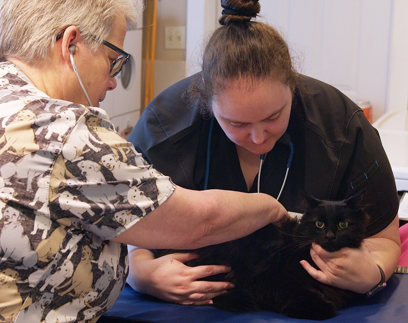 New Clients Animal House Veterinary Clinic