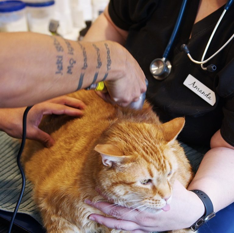 Veterinary Services in Franklin, NC Animal House Veterinary Clinic